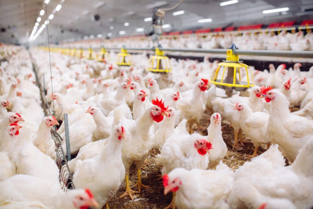 Egypt : Cairo 3A aims to inject $32 million into the poultry industry by 2024 

acci-cavie.org/en/egypt-cairo…

#ACCI #CAVIE #CompetitiveIntelligence #AfricanMarket #Duediligence