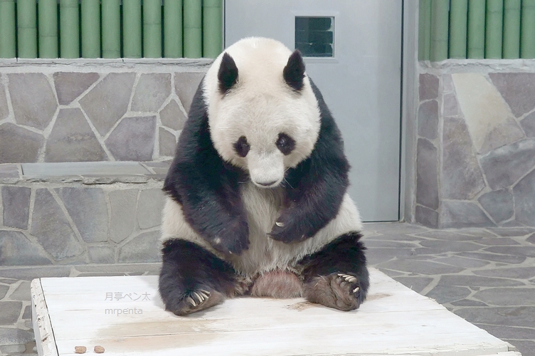 #タンタン 2020.01.30 王子動物園