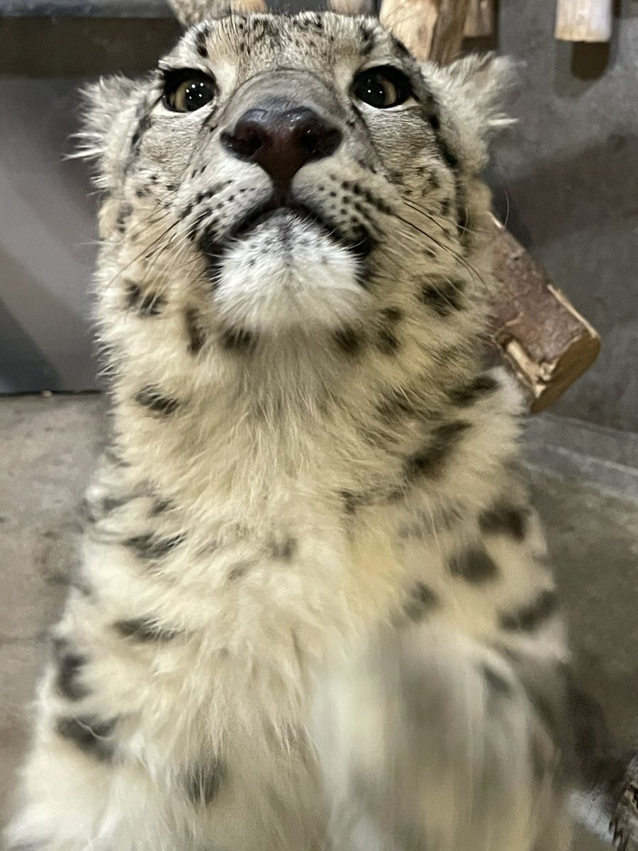 Snow Leopard that is always taller than you, I have hired them to stare at you