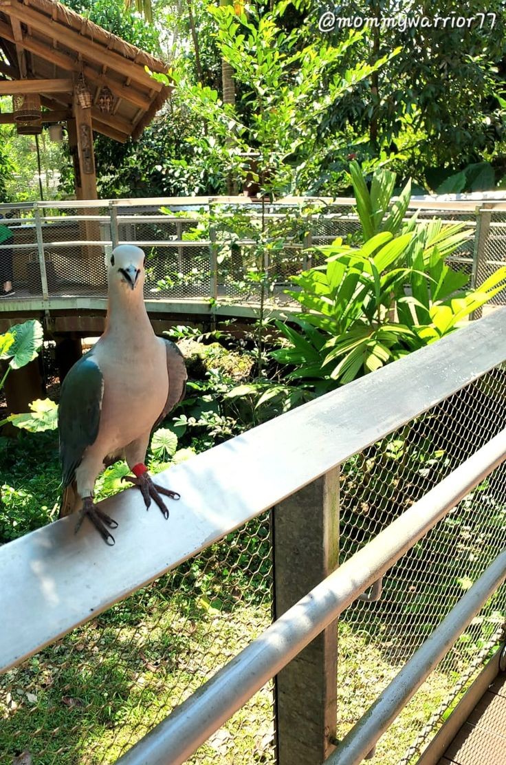 Perch like a Boss! So cute and photogenic.lolz! 🐦😘😎🥰🫰#birdparadise #nature #birdwatching #cuteness #funactivities #singaporeattractions #happytimes #lifestyle #mommywarrior77

mommywarrior77.blogspot.com/?m=1