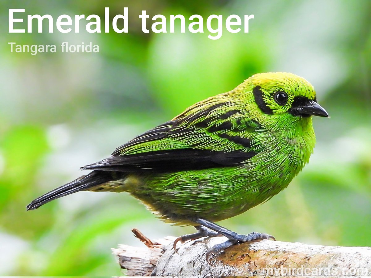 🌎 Emerald tanager (Tangara florida) #SouthAmericanbirds #CentralAmericanbirds #Costaricanbirds #Colombianbirds #Ecuadorianbirds #Panamanianbirds | #Tanagers #Thraupidae | #mybirdcards #birdcards #birds🦜 #BirdsOfTwitter #birds