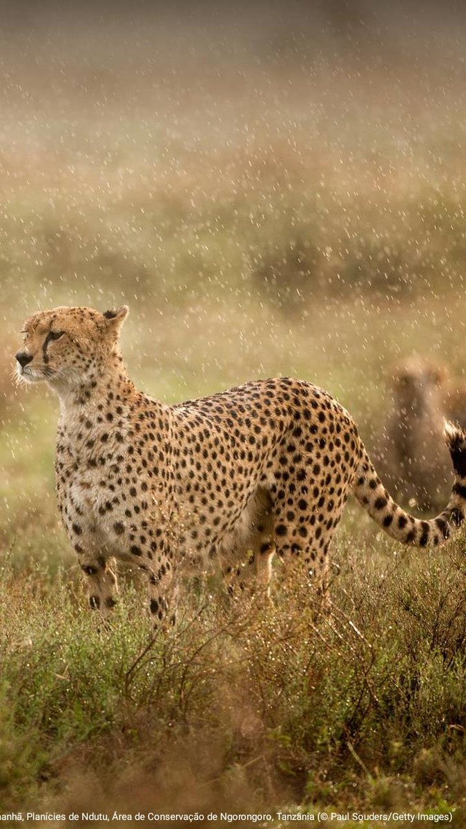 Guepardo na chuva da manhã, Planícies de Ndutu, Área de Conservação de Ngorongoro, Tanzânia (© Paul Souders/Getty Images)