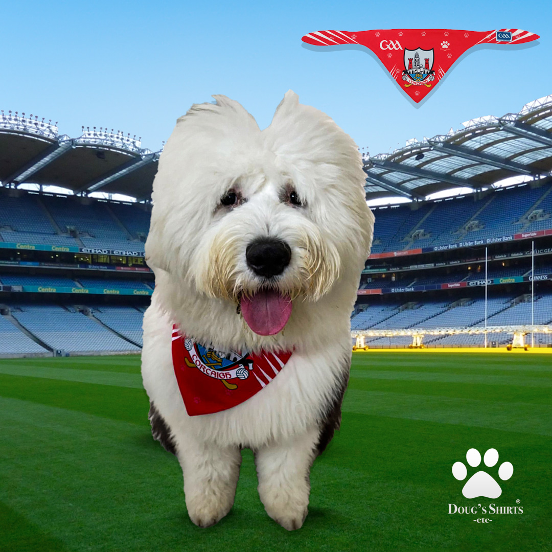 Happy Tuesday Chooseday! 🎉 Meet
another proud Cork Pup Fan, this time with a 'y'—it's
Mylo! 🏐🐾❤️🤍

#CorkPupFan #CountySupport #corkgaa #gaa
#gaabandana #dogbandana