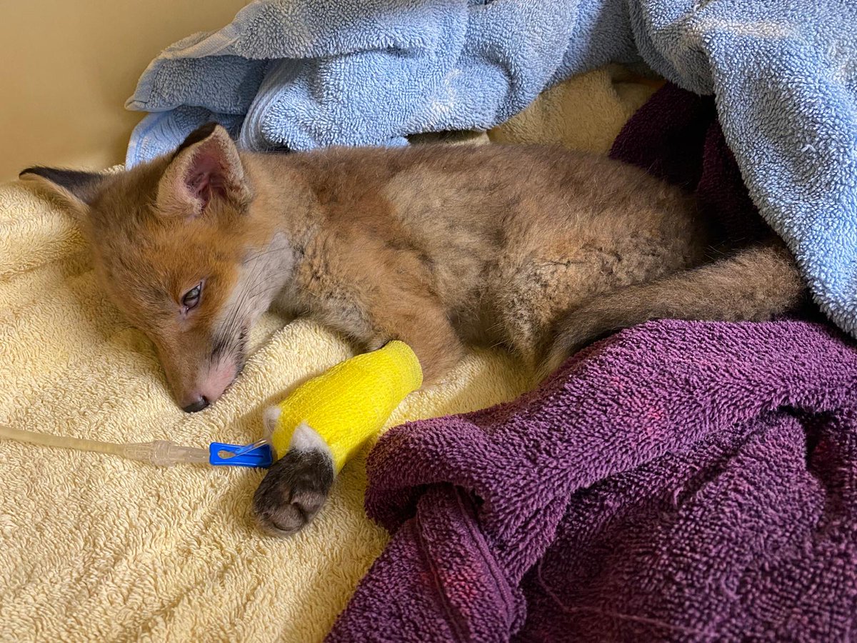 Womble admitted, barely clinging to life. Emaciated, dehydrated, and having a seizure. Our vet team got to work immediately. He continued to have seizures on and off for the first 36 hours and was blind for 5 days! Please help Womble by donating 💚 hawr.co.uk/2021/10/14/don…