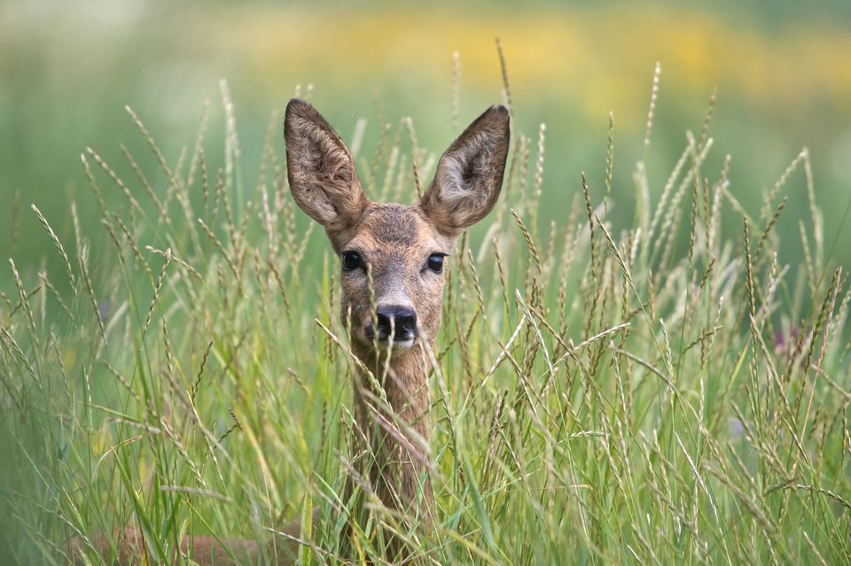 Community Spotlight - Our chance to share your deer photos
Lost in natures gaze with this beautiful image of a roe doe by Ed van der Veen
 #CommunitySpotlight #DeerPhotography #WildlifePhotography #RoeDoe #NatureCaptures #NatureCommunity #ShareYourShot