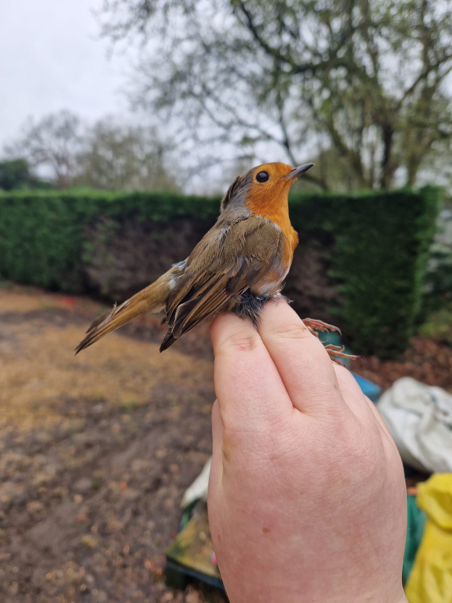 🔍Spotted on @UniofReading campus: a nuthatch and a robin! 

Bird ringing was part of a recent #ecology practical, under permits from @_BTO

It generates info on bird survival, productivity, and movements, helping us understand population changes
*No bird welfare compromised🐦