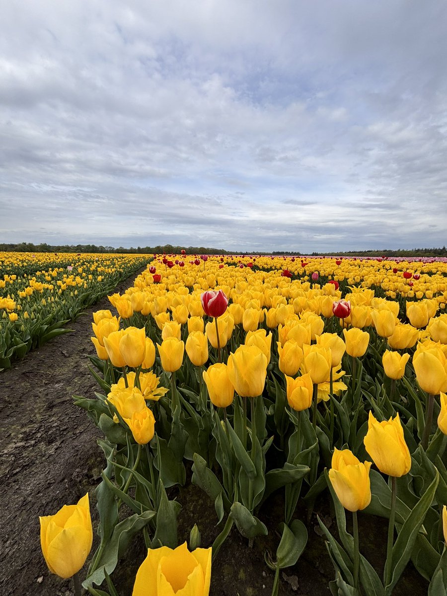 Zo mooi 🙃

#Exloo #tulpen #Drenthe