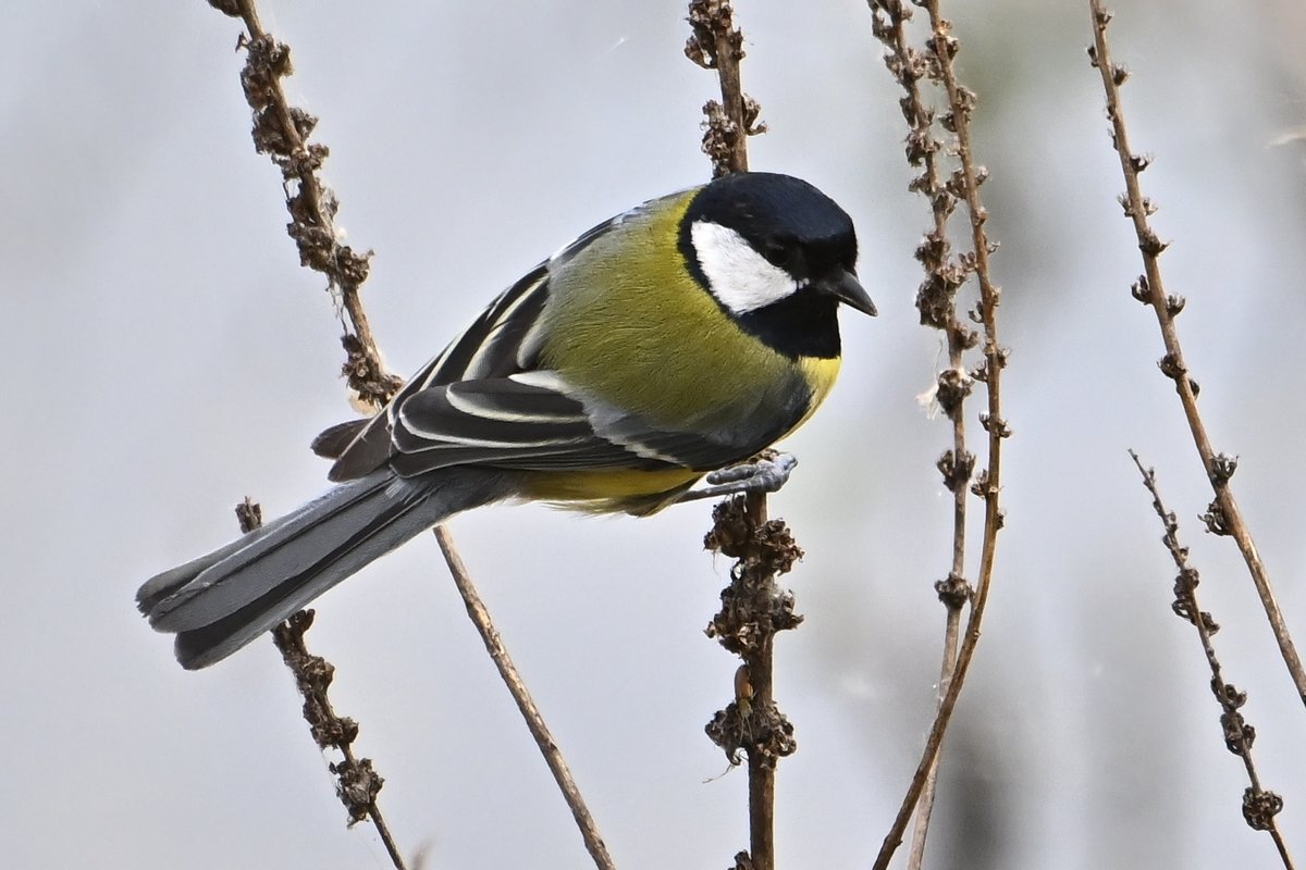 📷 Mésange charbonnière - Parus major - Great Tit. #Mésange #oiseau #nature #NaturePhotography #BirdTwitter