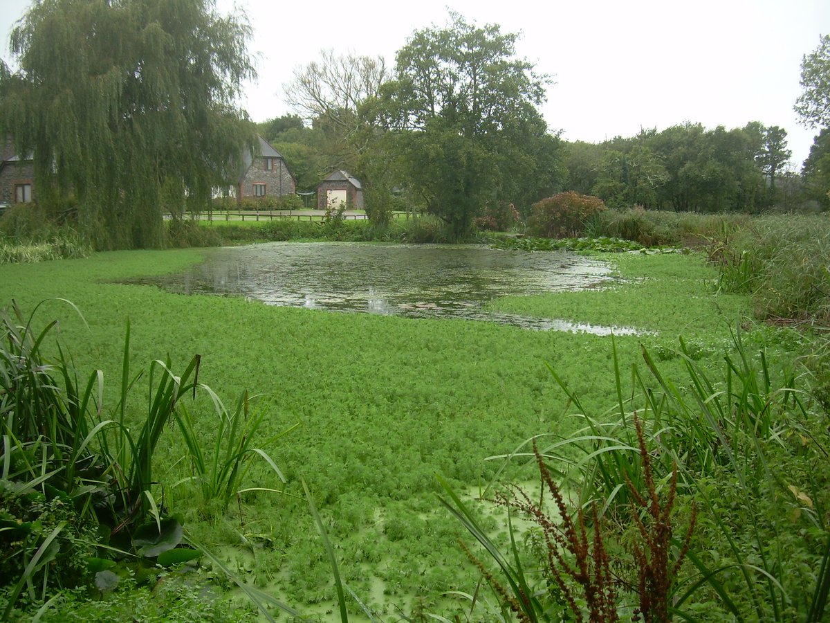 We don't just do building #drainage you know!!! We produced #design options to restore silted up lakes choked with #invasivespecies on a residential complex. This will prevent #flooding & restore valuable #habitat & amenity for the community. #civilengineering