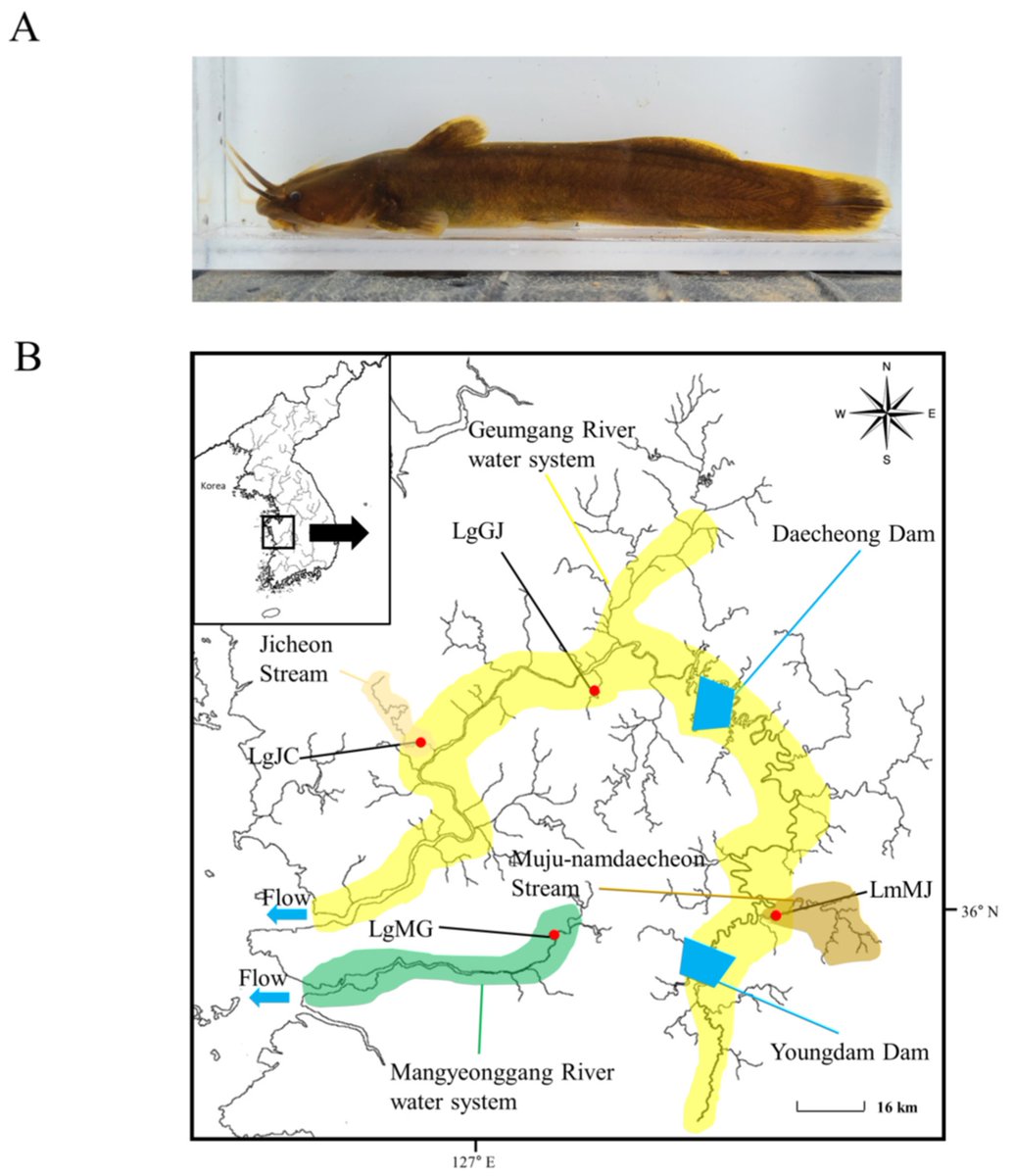 🐟 New_Paper in 2024 ✍️ '#Population Structure Using Mitochondrial #DNA for the Conservation of Liobagrus geumgangensis (Siluriformes: Amblycipitidae), an Endemic #Freshwater_Fish in Korea' by Kang-Rae Kim et al. 👉mdpi.com/2410-3888/9/5/… 📌#genetic #diversity #catfish