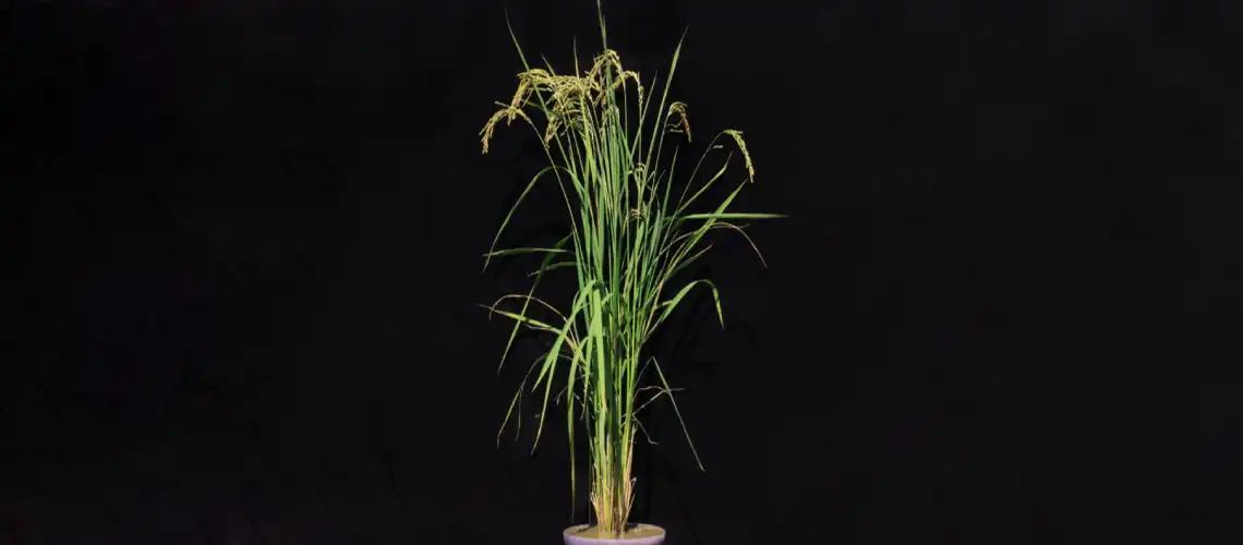 Biofortified rice to combat deficiencies buff.ly/4aTrobh via @UNIGEnews #PlantScience