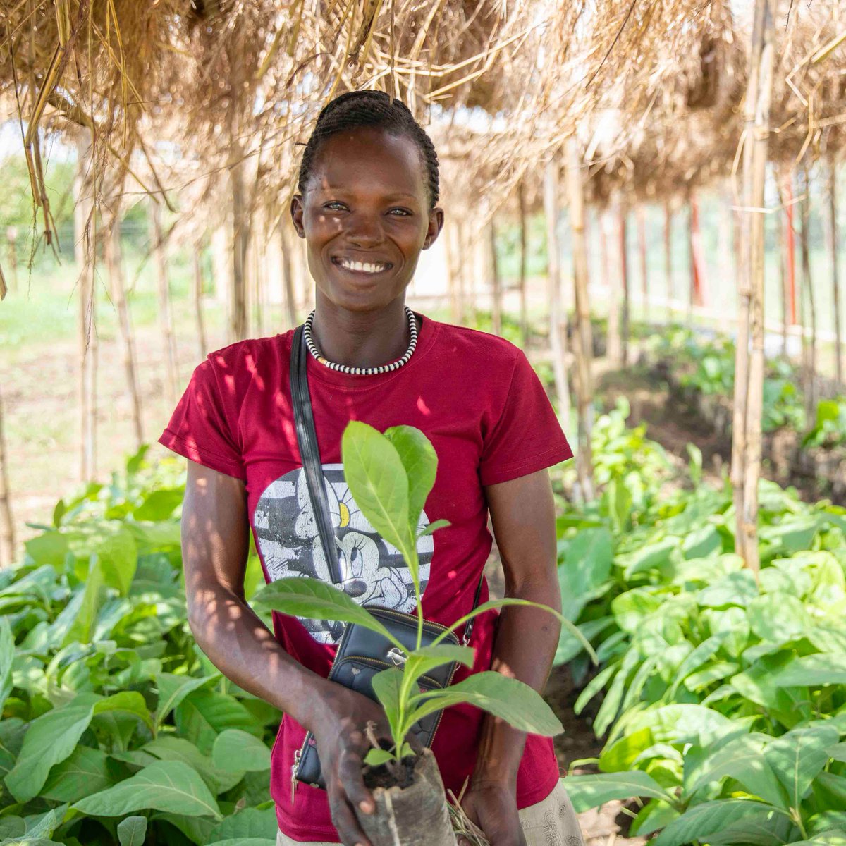 .@FAO's Emergency Locust Response Program helped Agnes plan her future after receiving teak tree seedlings. 'These are my teak seedlings 🌱 I will harvest & sell them to support my children's education and build a house 🛖' FAO continues to support beneficiaries like Agnes.