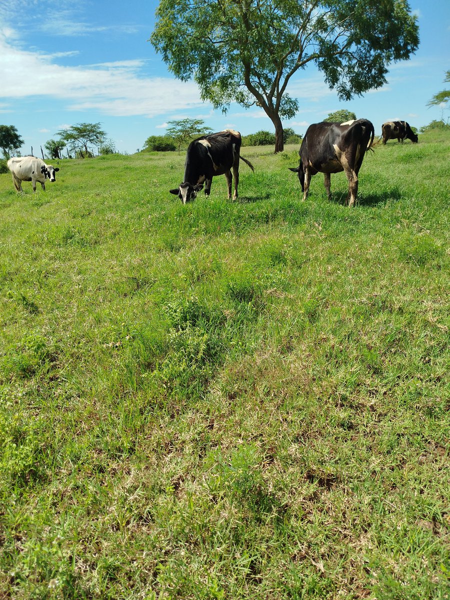 nashipae_2548's tweet image. Happy Tuesday ✌🏿🐄🐄