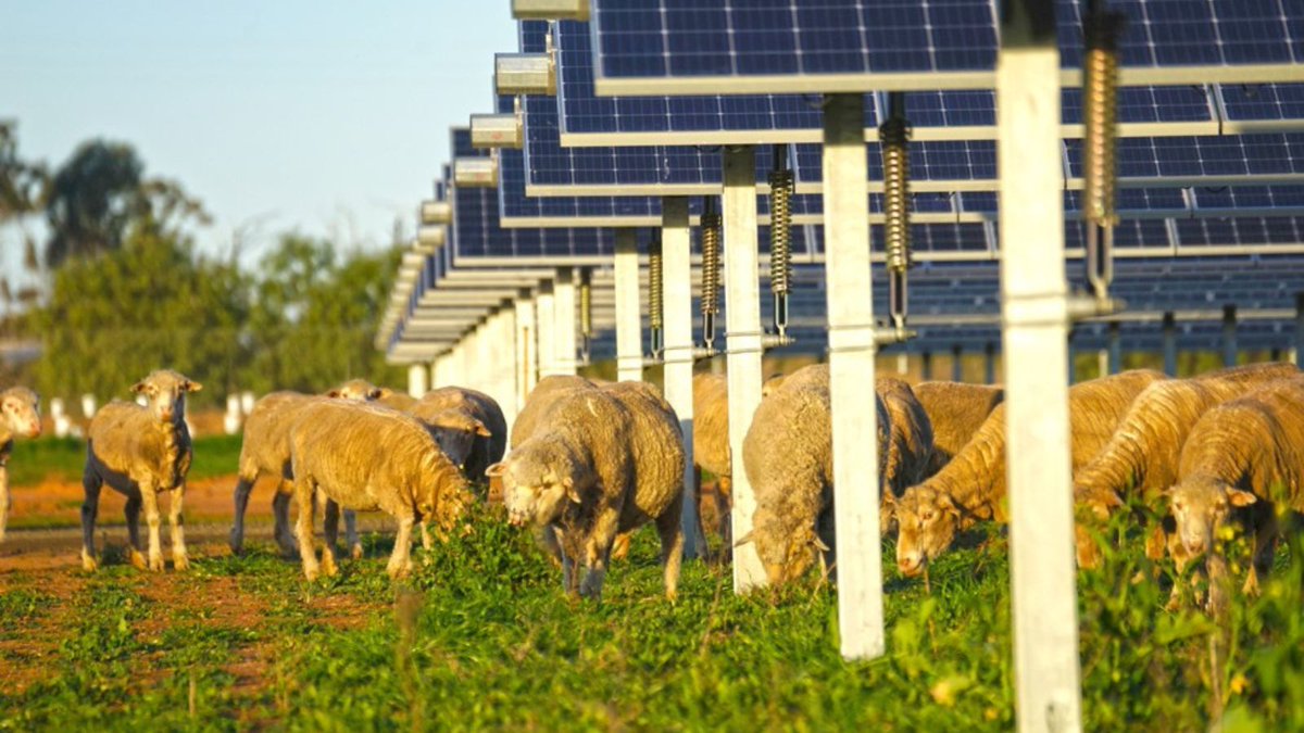 Agriculture Victoria Research scientists conducted a study to measure pasture production and climatic conditions within two large solar farms in northern Victoria. 
Follow the link to read the results buff.ly/4aVCTiu