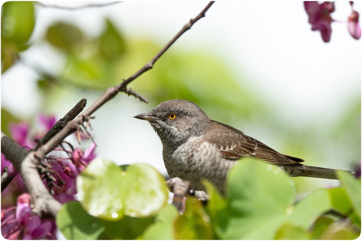 Çizgili ötleğen yine sinirli bir gününde..
Maltepe sahili’nden günaydın…

#HangiTür #birdwatching #nikonphotography #wildlifephotography #yabanistanbul
#barredwarbler