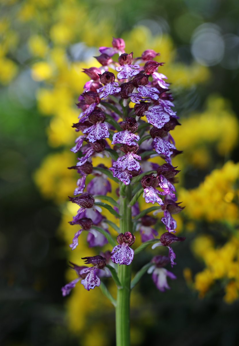 Good morning! Can one ever have too many Lady Orchids, we wonder? We think not! It's been a joy for our guests on our recent Spring Butterflies of Central & North Spain tour to regularly encounter these lovely flowers growing on roadside verges, and in field & woodland margins