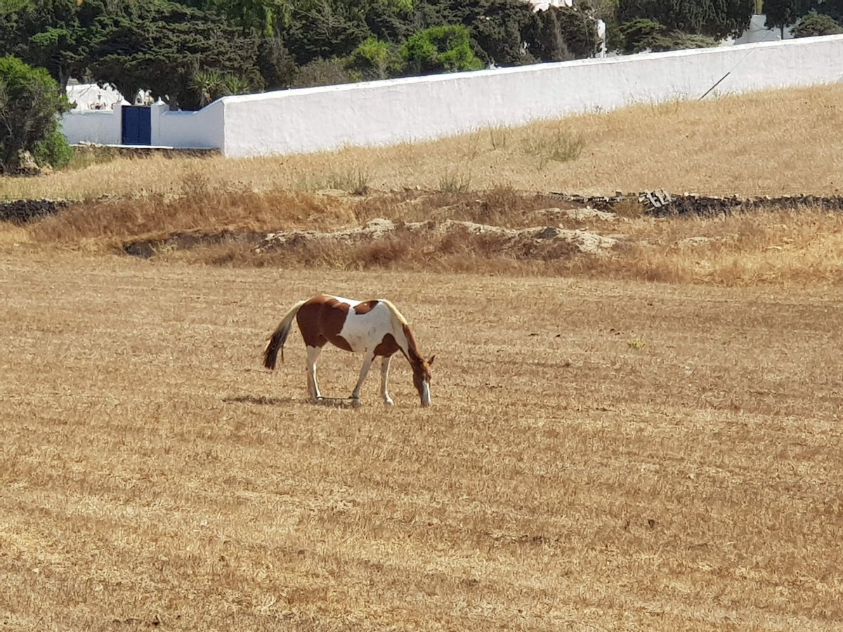 Kalimera 🐎 #mykonos #greece #holidays #travel #cyclades #horses #islandhopping