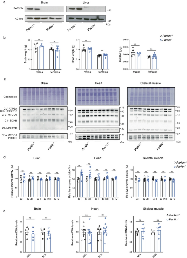 The Science of Parkinson's tweet media