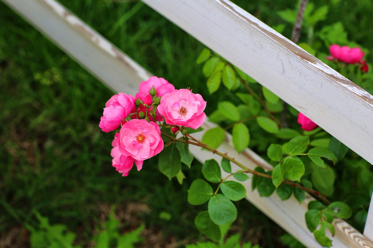 rose and shawl, dance in Andalusia
(poem)