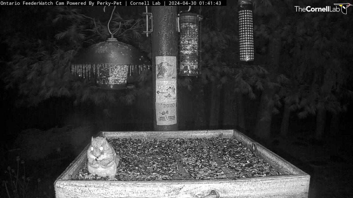 FeederWatchCam tweet picture