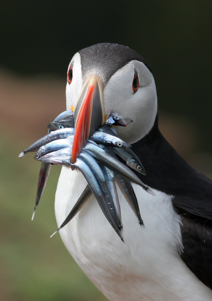 We support the Government's decision to close these sand eel fisheries🐟Yorkshire’s puffins at Flamborough Head are the largest mainland colony in England, & depends heavily on these fish. With now-dwindling sand eel populations, our sea parrots face a tough battle for survival🦜