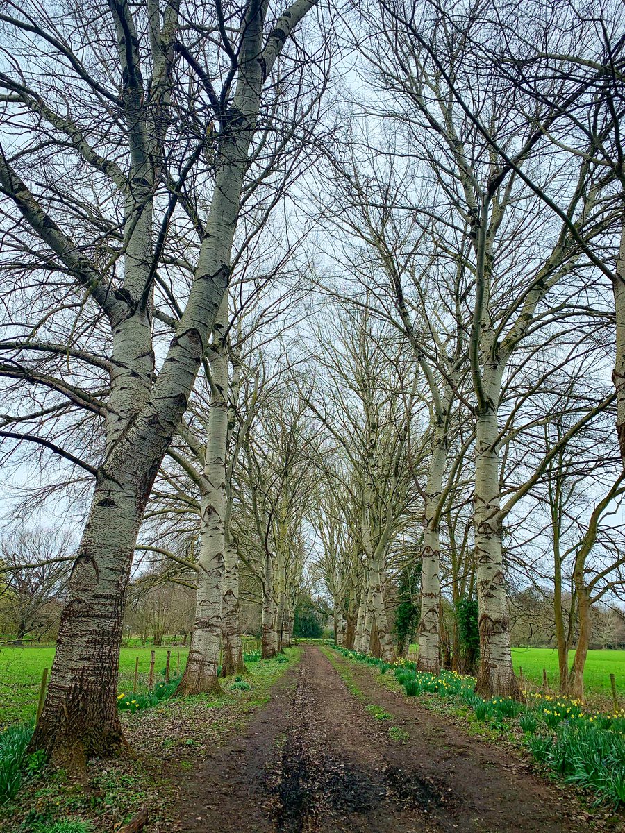 I made it through Monday, just! Still so tired and need another coffee before I get going! Here’s something for #thicktrunktuesday A beautiful avenue of #WhitePoplar Have a good day all 😘 #Runnymede #Thames