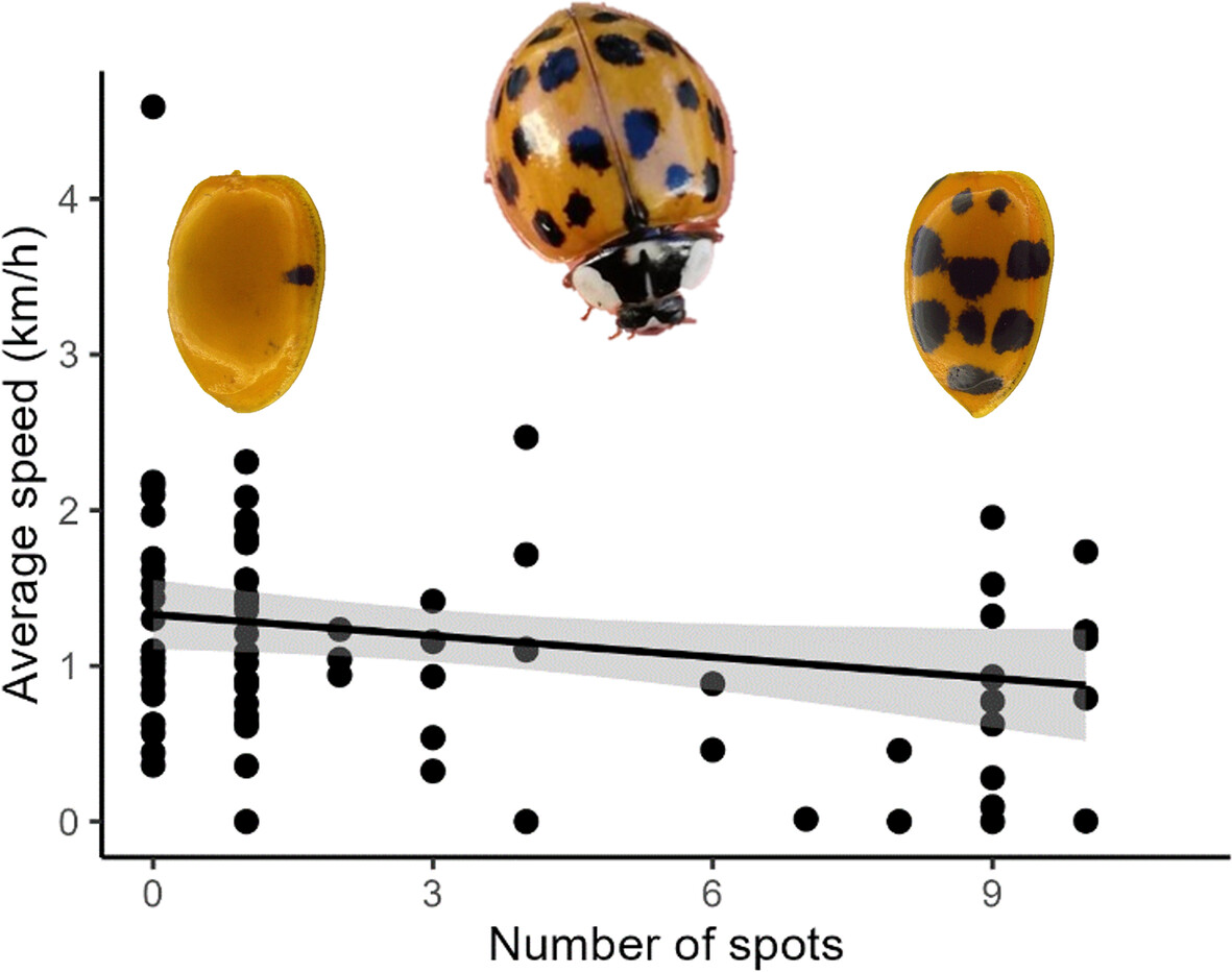 Developmental plasticity of #melanisation in a beetle reveals sex-specific responses and performance costs: doi.org/10.1111/een.13… #OpenAccess #Harmonia #Coccinellidae #Morphology #ClimateChange