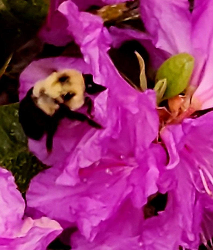 Bumble bee time! My azalea's getting some love ❤️ #spring2024 #bumblebee #bees #pollination