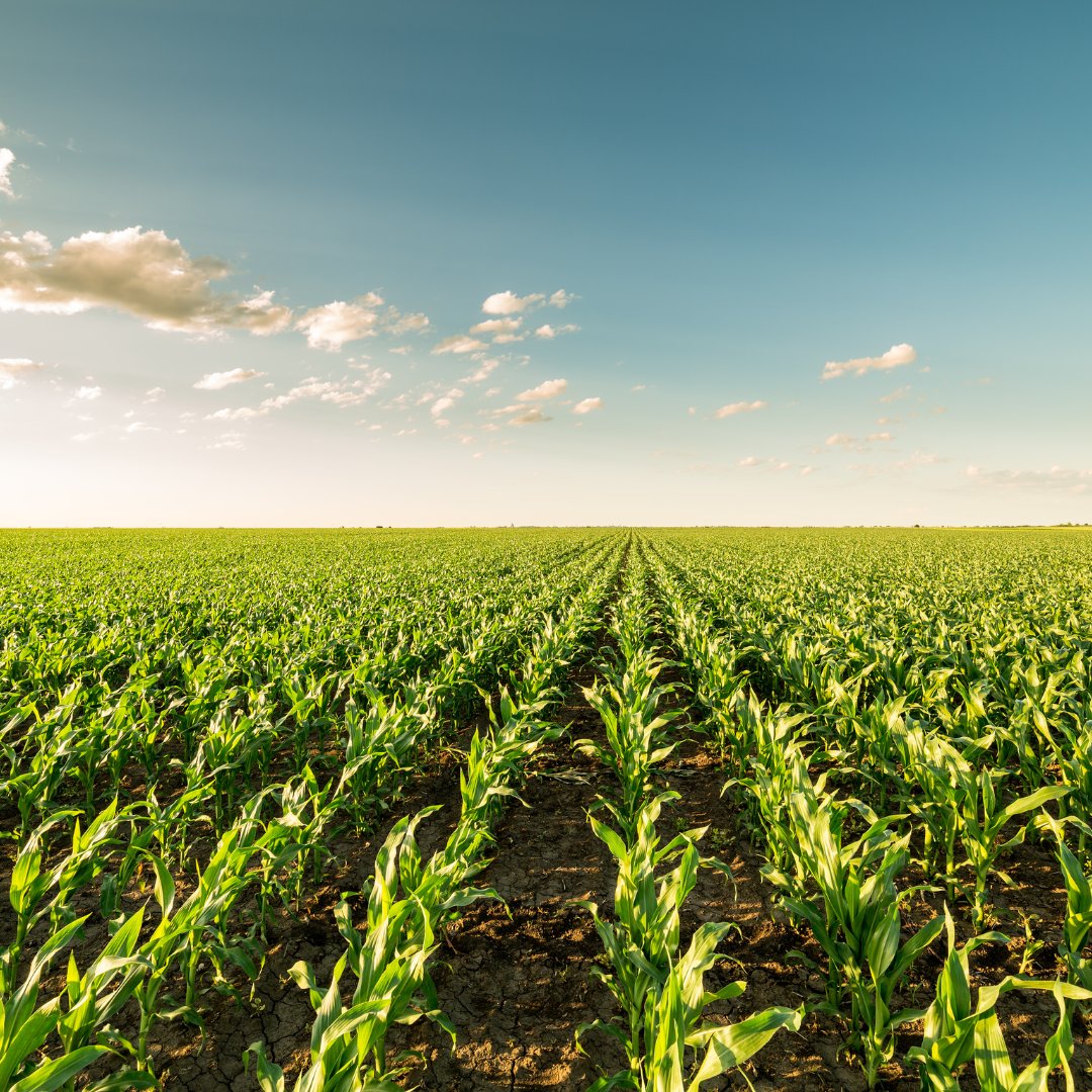 🆕 ¡Novedades del catálogo 2024 en #maíz forrajero para Galicia! 🌽 Anxo Valiño, responsable del departamento de desarrollo de mercado de @Bayer4CropsES presentó nuestras novedades #DEKALB desde los ciclos 250 a 600. Te lo cuenta @Campogalego_es ⤵ campogalego.es/novedades-del-…