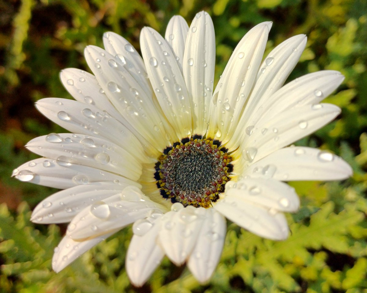 🌼✨️

#natureisbeautiful #flowersofinstagram #flowercrown #dewdropsonflowers #wheretheskymeetstheland 

instagram.com/p/C6YPUUFtO50/