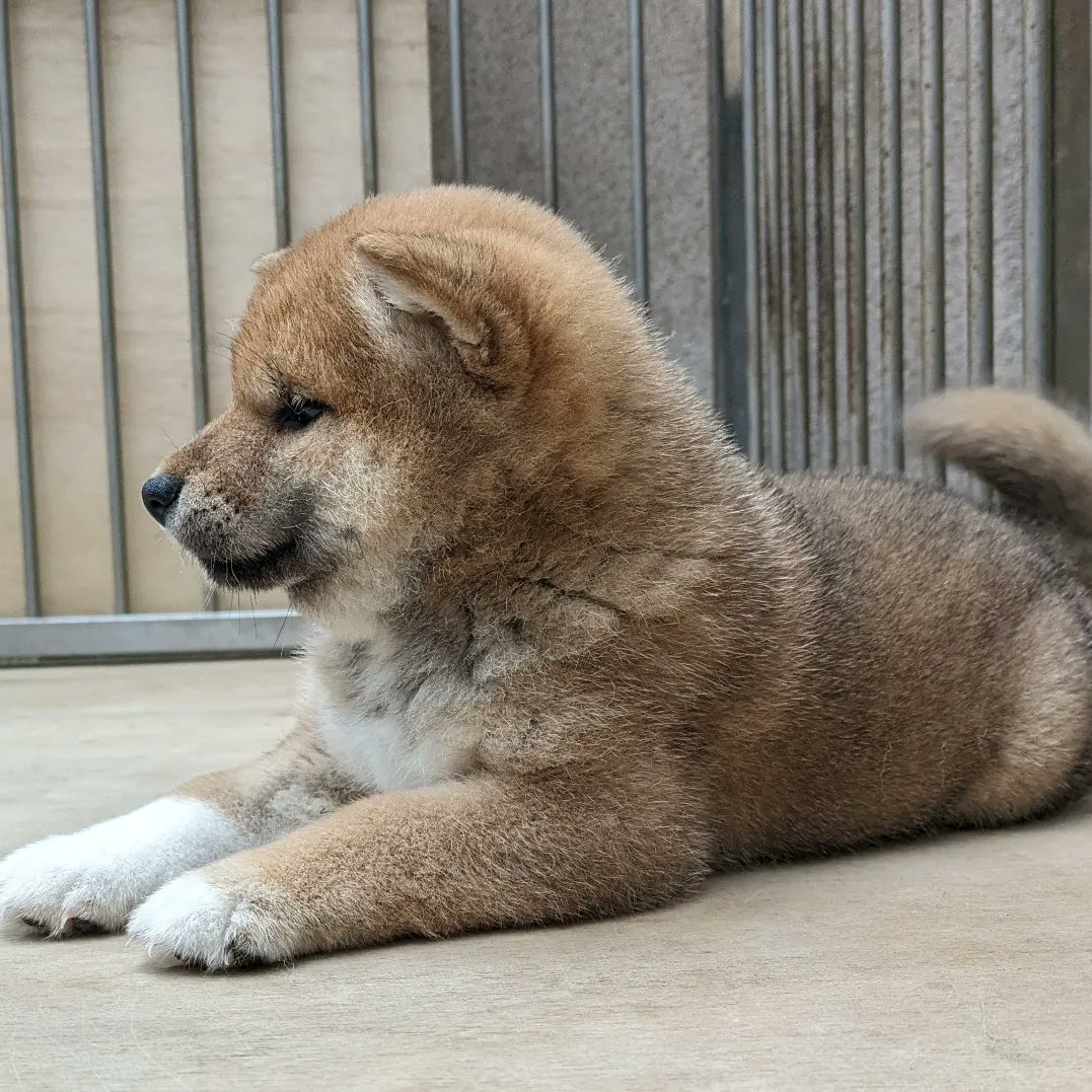 魅力あふれる顔貌の子犬
もうすぐ５０日❤️