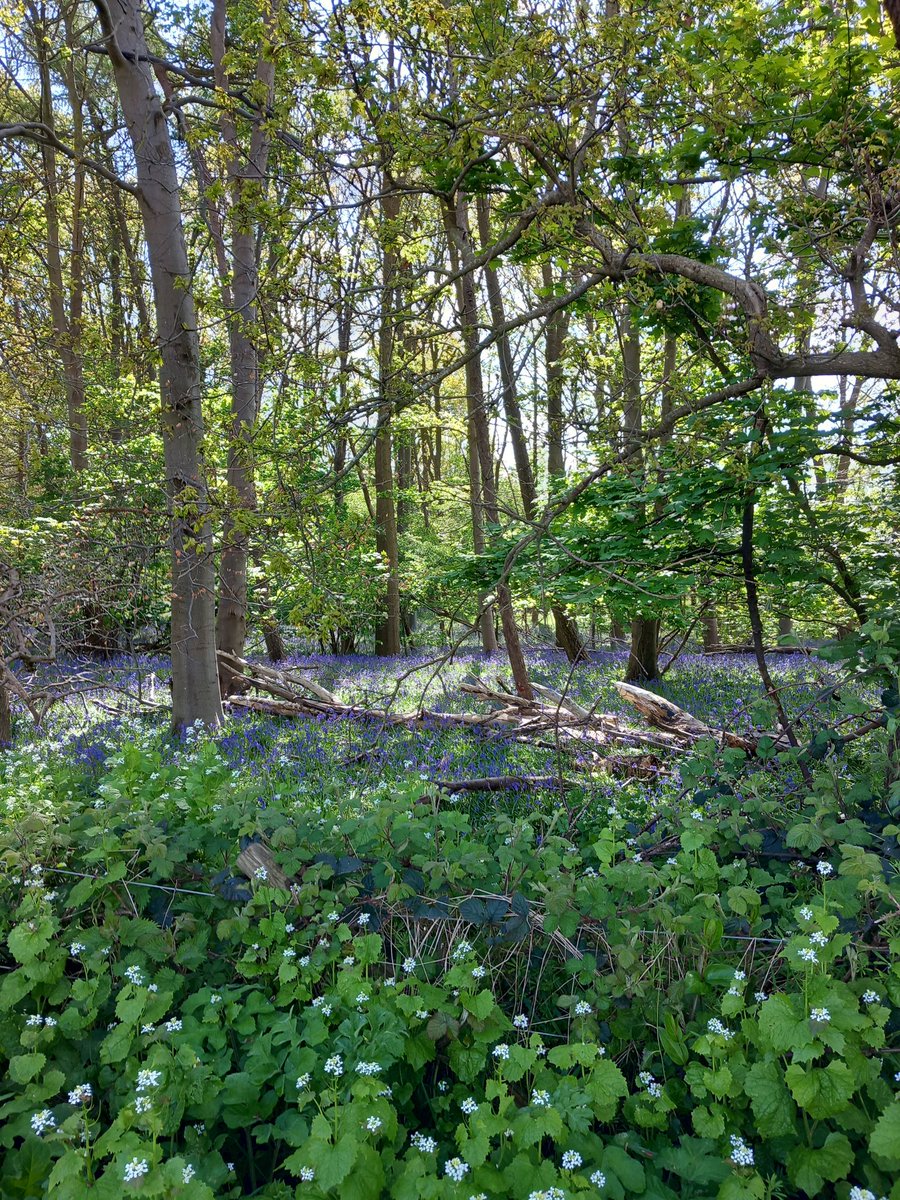 Purple haze, beautiful Bluebell wood just south of Norwich on yesterday's very short cycle ride. Most of the car drivers whizzing past won't even have noticed them. Scented air and a Swallow overhead. Bliss.