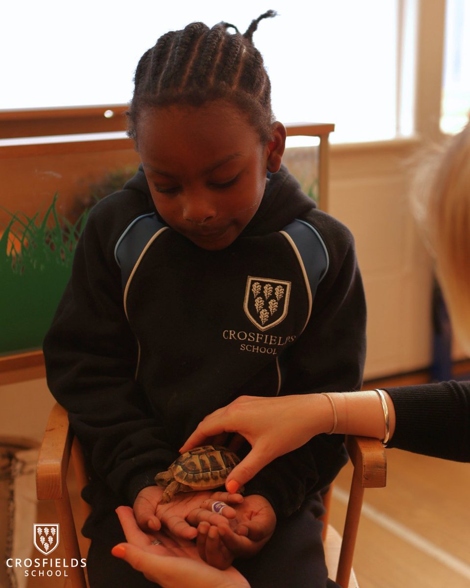 🐢 Meet the latest addition to the #CrosfieldsCommunity – Derek the tortoise! This term, our Reception pupils received a tiny, shelled classmate. Together with the staff, they've been giving Derek a warm welcome as he settles into his new home. 🌿 #CrosfieldsSchool #EarlyYears