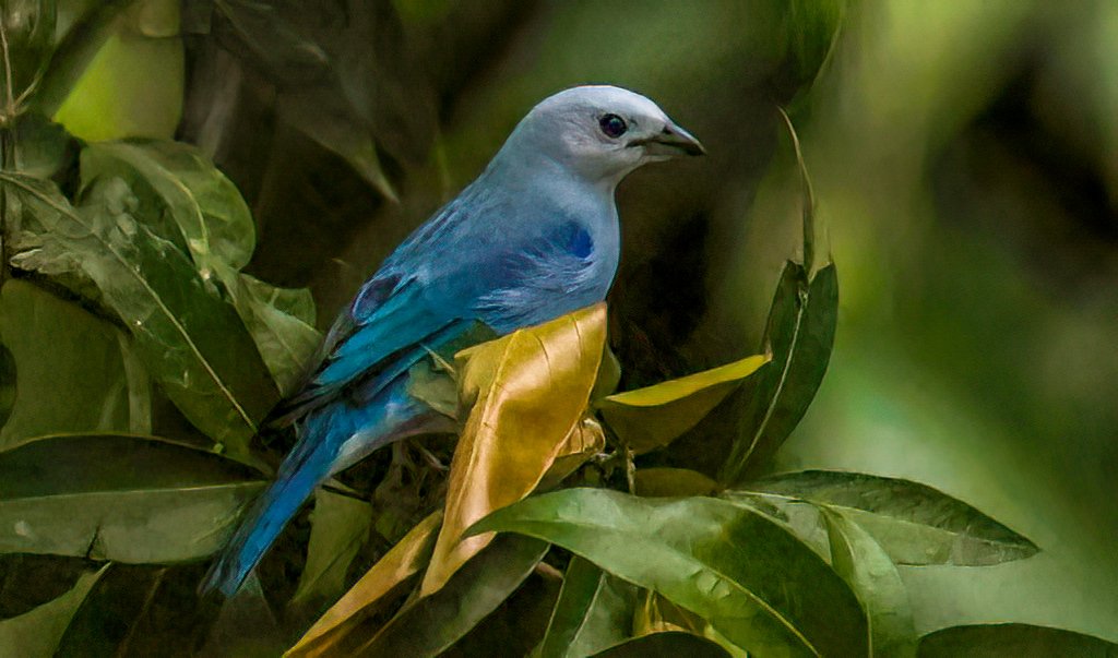Blue-grey Tanager #CostaRica #birds #birding #birdphotography #TwitterNatureCommunity #NaturePhotography #naturelovers #photographers #BirdTwitter #birdwatching