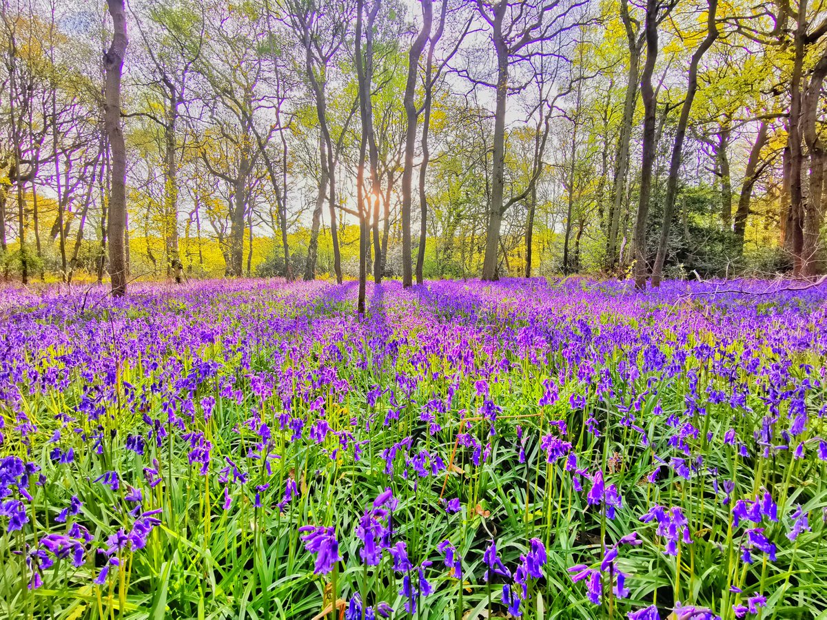 A stunning display of a carpet of bluebells this morning in the sunshine in Bentley Park Woods, North Warwickshire. @StormHour @ThePhotoHour #loveukweather @Shefali_oza