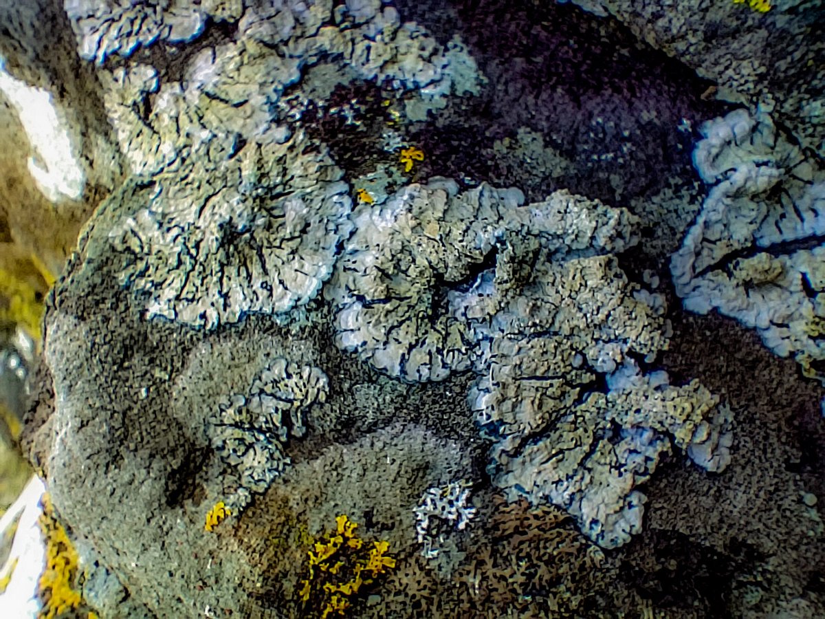 More lichens seen on the Isle of Arran with @BLSlichens Cladonia floerkeana, Cetrelia olivetorum, Flavoparmelia caperata with fruits, Degelia cyanoloma.