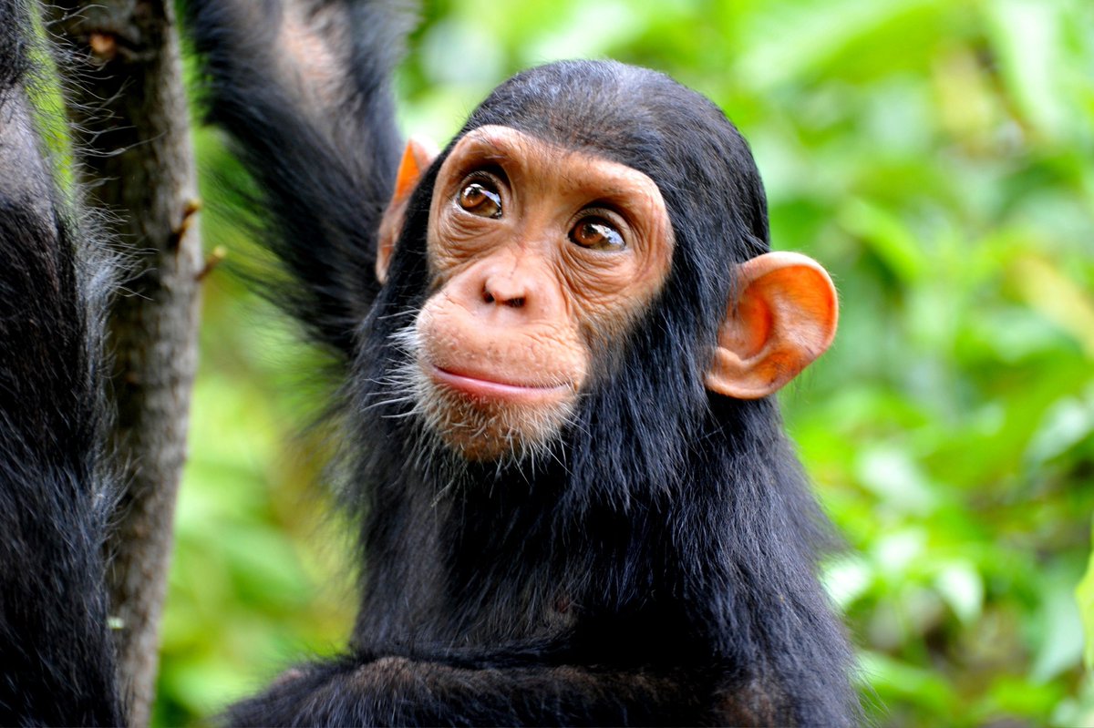 Among African safari destinations, Uganda Chimpanzee trekking safaris in Uganda tours offer one of the best experiences! Click the link for more kibaleforestnationalparkuganda.com/guide-to-chimp… #chimpazeetrekkinkibaleforest #kibaleforestchimpanzeetrekking #kibaleforestchimpanzees
n9.cl/v5uoh