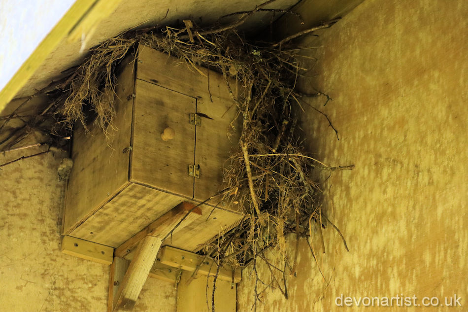 If at first you don't succeed. 🪹
Jackdaws, on top of a Little Owl nest box, not quite what we had hoped for! 🪺
.
.
#jackdaws #nest #northdevon #devon #rewildingproject #nature #spring
📸@thedevonartist