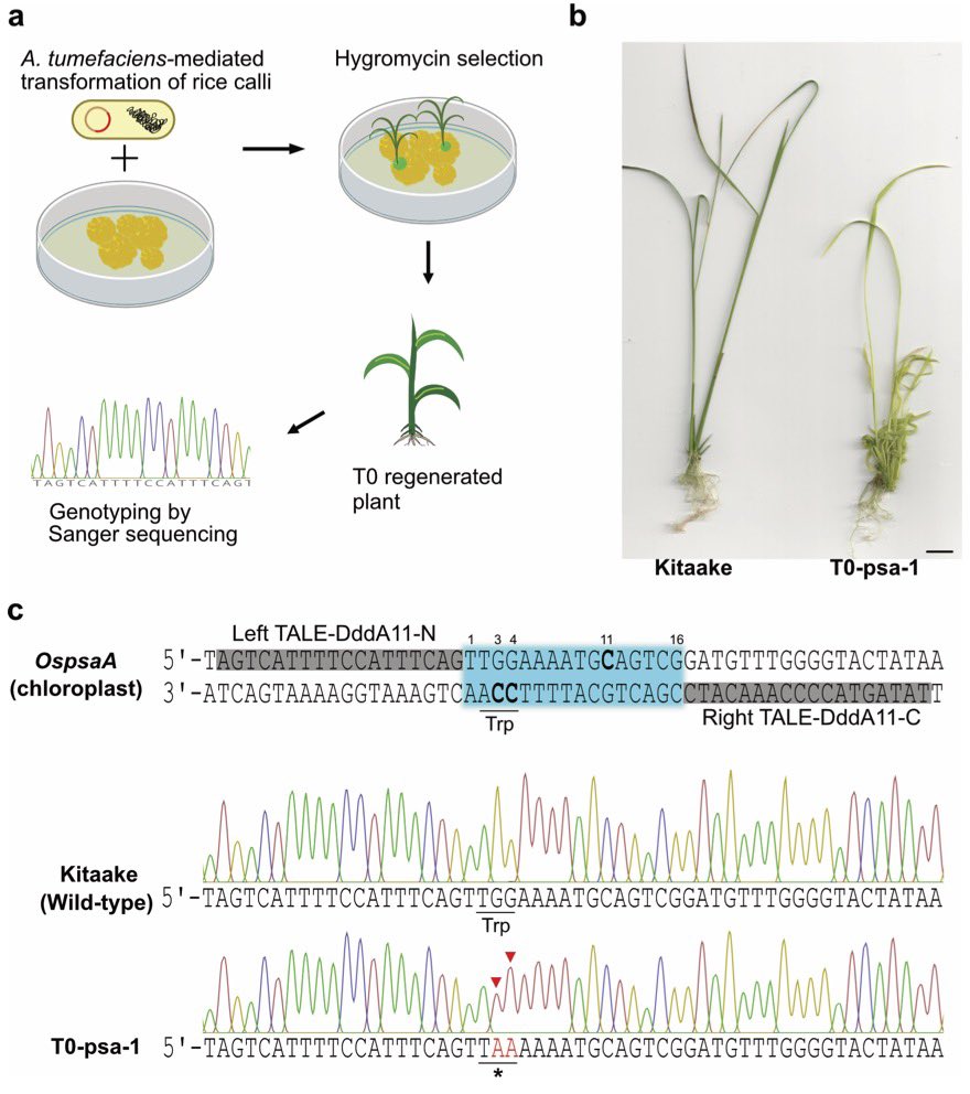 Our TALE cytosin-base editor paper is out! 🥳 Great work done by @DingboZhang and master student Vanessa. We edited rice chloroplasts. Revision gave us also time to include T1 benthis with chromosomal edits. 🧬✍️🌱 A worldwide first! rdcu.be/dF5pX