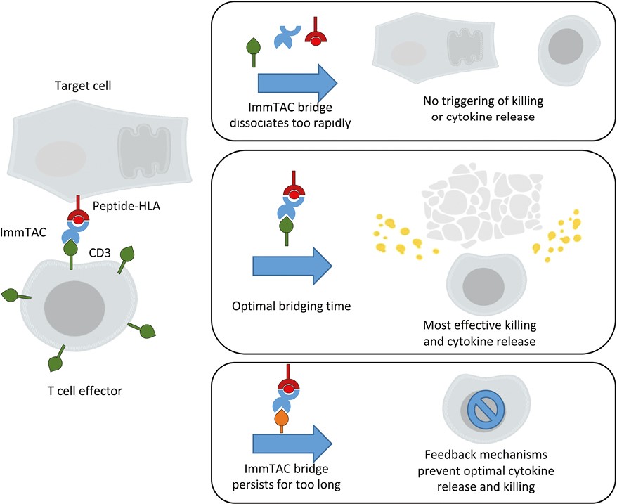 This study on #bispecific molecules sheds light on their binding dynamics, showing that a balance in affinity for target versus CD3 is key for maximising T-cell activation while maintaining specificity ⚖️ #OpenAccess ➡️bit.ly/3TlNjRU