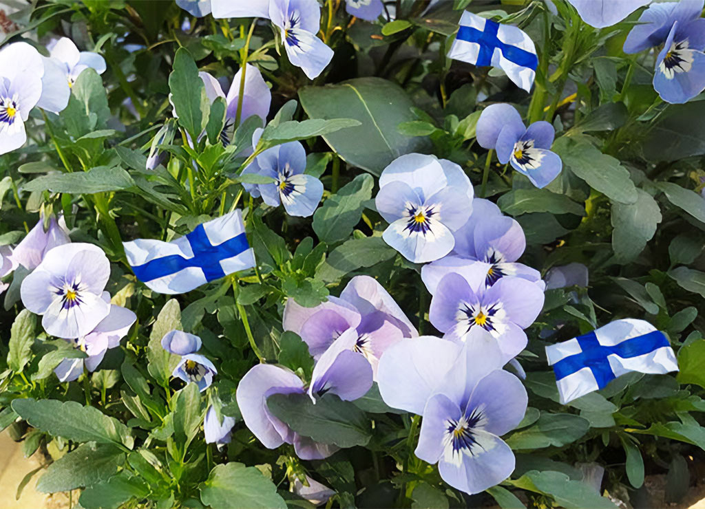 Seit dem Mittelalter feiert Finnland den 1. Mai als Vappu, das landesweite Frühlingsfest. 🇫🇮☺️ Ein Bericht über einen wirklich kuriosen Anlass. #Vappu #Finnland #1Mai #frühlingsfest #kuriosefeiertage
kuriose-feiertage.de/vappu-das-finn…