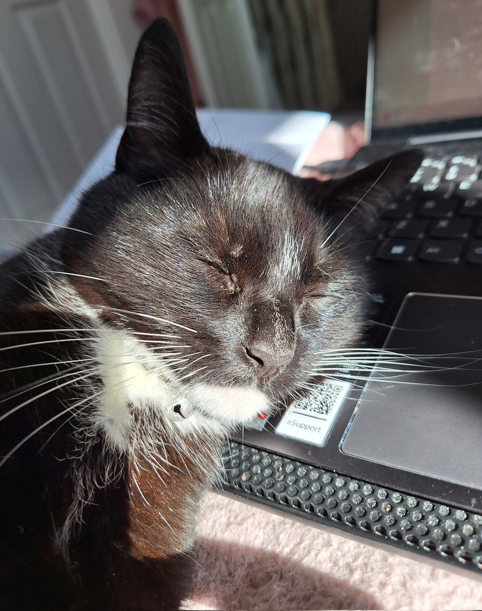 I'll just use this laptop as a comfy pillow.... #cat #cats #CatsOnTwitter #CatsOfTwitter
