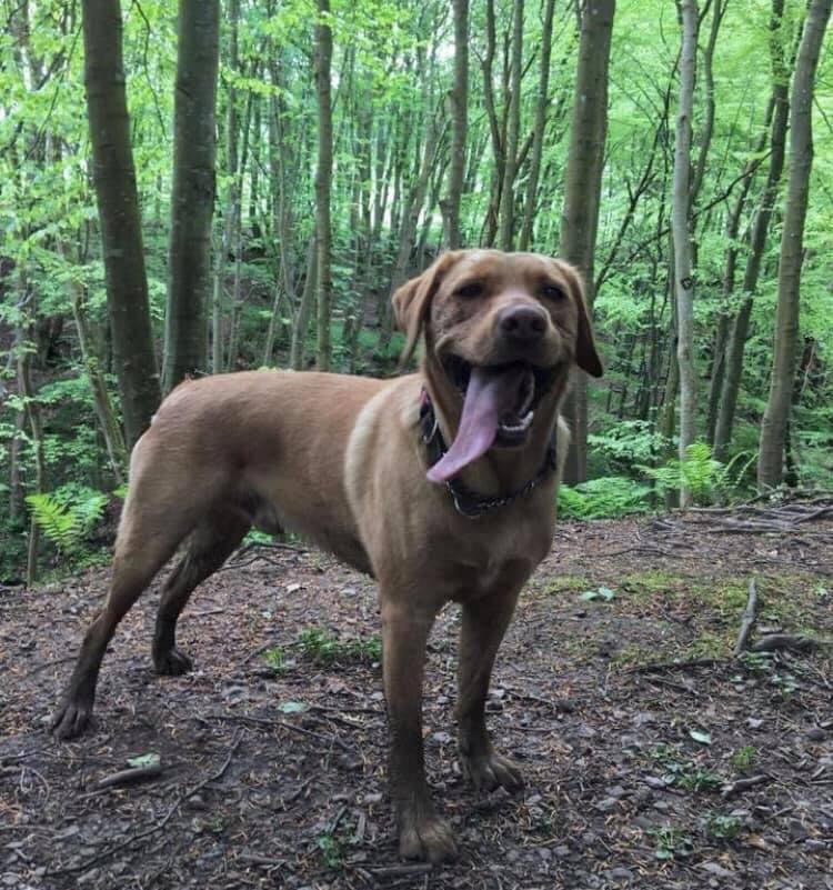 Paddy with the longest tongue in the business 🤪 Happy #TongueOutTuesday! Let’s see those happy pups! 🥰 #dogsofx #pawsonplastic