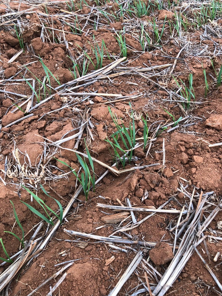 GRDC NVT Early break wheat trial site at Southern Cross up & away! The team are back at the site preparing to sow the main season wheat and barley NVTs. Our irrigation system has worked a treat in the early sown wheat, with all varieties out of the ground. #NVTProvider @GRDC_NVT