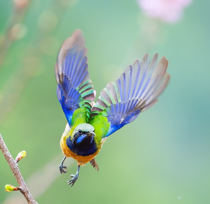 Guess the name of the bird🐦 
#birds #nature #photography #birding 
#birdwatching #twitterbirds
