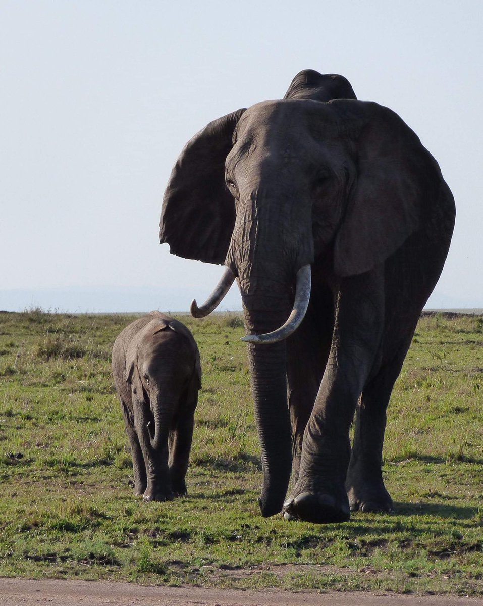 @StormHourMark Couldn't choose between my two favourite baby elephant photos so I'm sharing both! #StormHour #ThePhotoHour #ThemeOfTheWeek