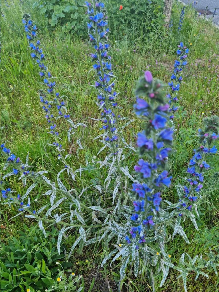 Viper's Bugloss #blueweed #EchiumVulgare #InvasiveSpecies 
@beatricegroves1