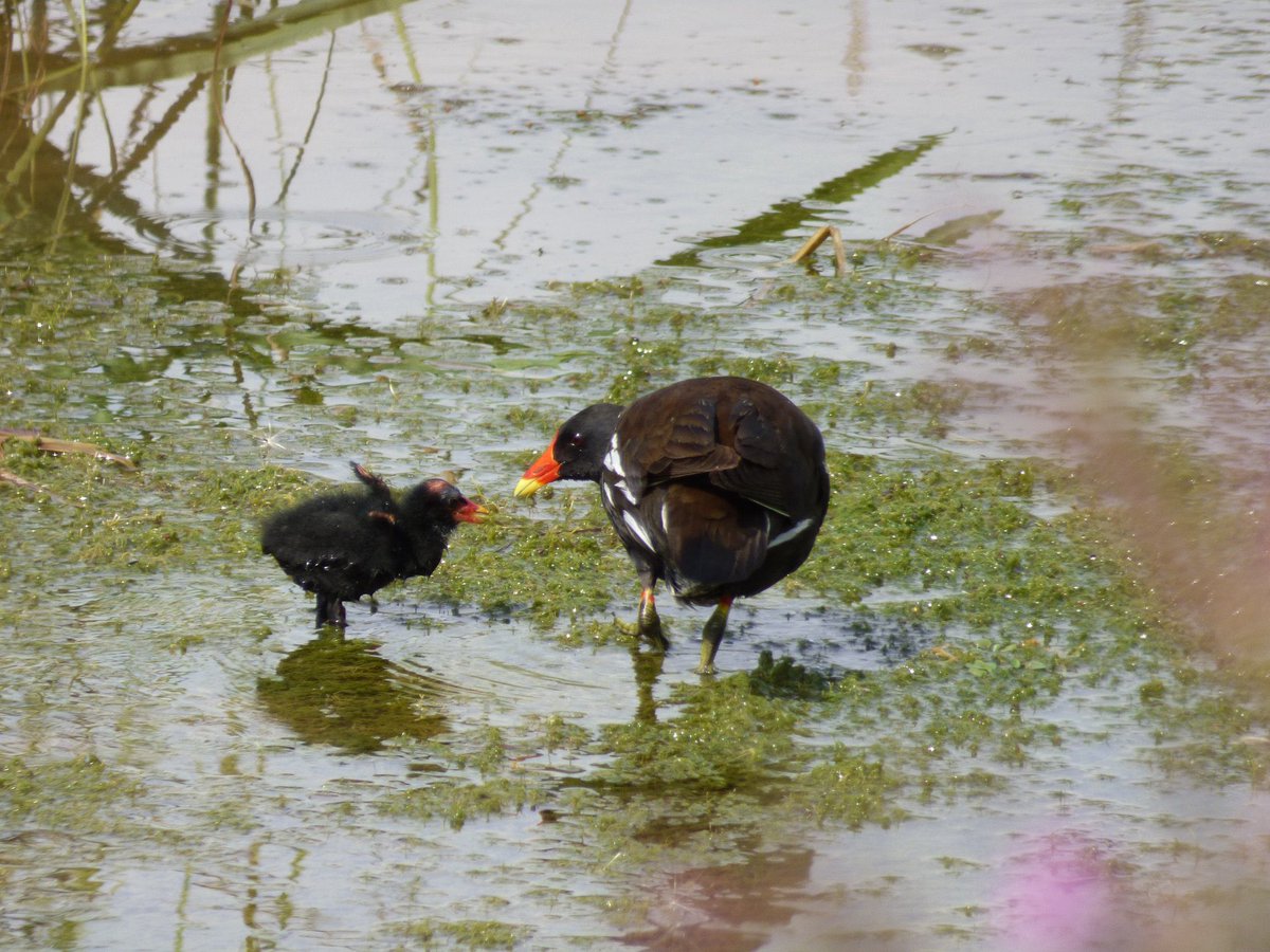 Pensthorpe tweet picture