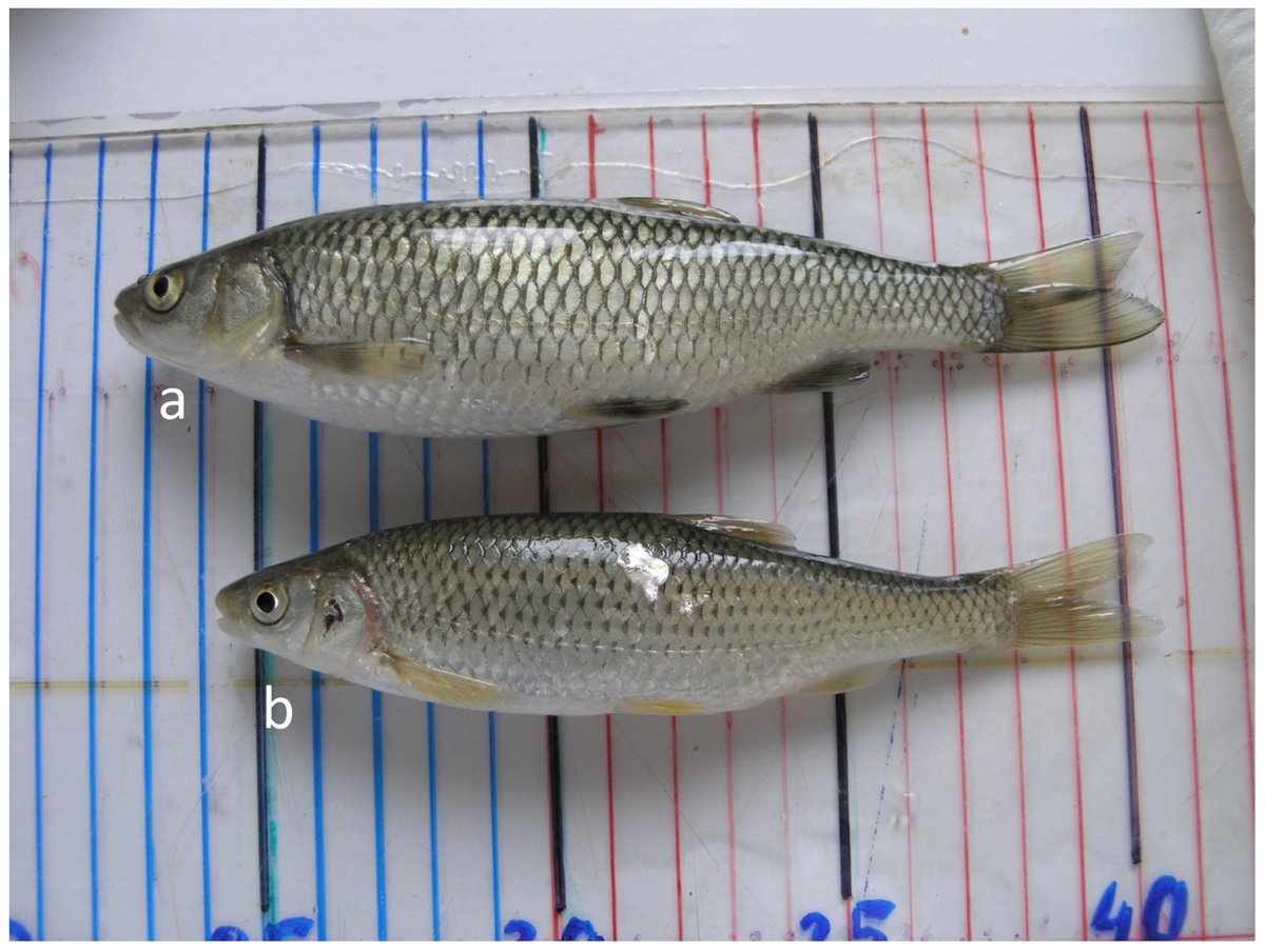 🐟 High Viewed ✍️ 'Molecular Analysis of Two Endemic Squalius #Species: Evidence for Intergeneric Introgression among #Cyprinids and #Conservation Issues' by Damir Valić et al. 👉mdpi.com/2410-3888/9/1/4 📌#Leuciscidae #Squalius