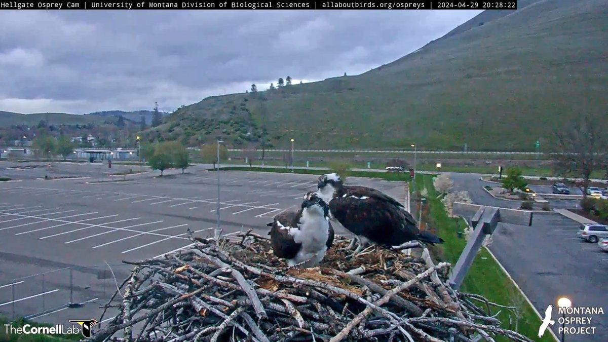 HellgateOsprey tweet picture